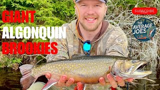 GIANT ALGONQUIN Brook Trout Fishing  Backcountry Canoe Trip [upl. by Corry906]