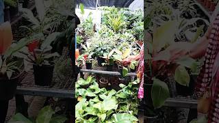 Coloured Leaves Plants foliageplant pinkleaf shorts [upl. by Anees]