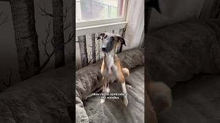 the skinny on the long part 1 dogtok borzoi silkenwindhound dogs about shorts ytpets [upl. by Atlanta]