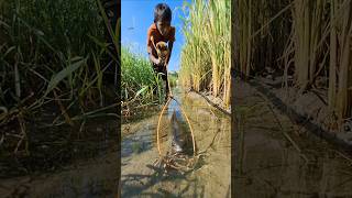 Amazing boy catching big sholfish by Rope Trap in small water ropetrapfishing fishingbytrap [upl. by Candida]