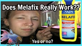 Does MELAFIX work Heres the ANSWER  Can it heal a sick fish fin rot fungus wounds etc [upl. by Laundes657]