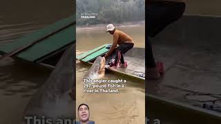 fishing bigfish catfish [upl. by Aretak343]