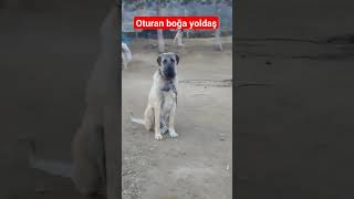 OTURAN BOĞA YOLDAŞ ANADOLU ASLANI AKSARAY MALAKLISI shorts short malaklı kangal dog dogs [upl. by Eide680]