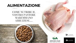 23 Come alimentare il Pastore Maremmano Abruzzese ita [upl. by Eniarda]