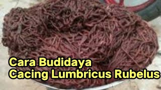 Budidaya Cacing Lumbricus Rubelus [upl. by Rice856]