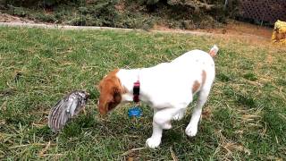 11 week old Brittany Spaniel pointing a grouse wing [upl. by Inesita525]