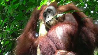 INDONESIA orang utan Gunung Leuser national park Sumatra hdvideo [upl. by Soigroeg]