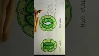 Learn the parts of open and closed stomata stomata class10lifescience lifeprocesses examprep [upl. by Nnylirej368]