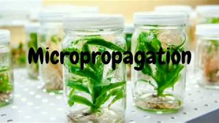 Micropropagation  Introduction and Application [upl. by Lladnek]