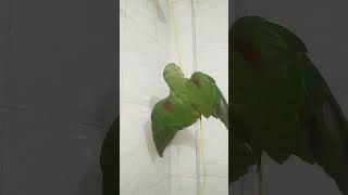 Niche utar tu parrot masti time 🤣 comedy funny short birds funniestvideo [upl. by Imelida]