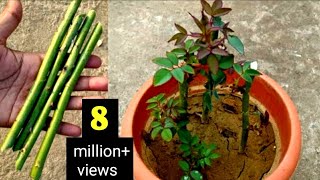 How To Grow Rose Plant From Cuttings  Grow Roses From Stem Cutting  Roses Cutting Idea [upl. by Leamaj]