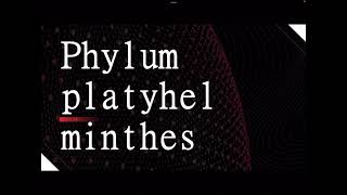 Phylum platyhelminthes [upl. by Llyrehc391]