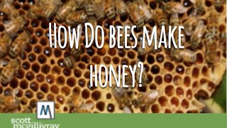 How Do Bees Make Honey [upl. by Crispas]