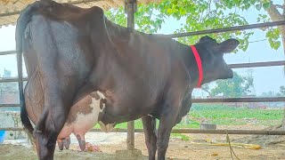 Top Biggest Udder Cow At The Farm For Sale।Shakil Dairy Farm।8127933448 [upl. by Lemrej]