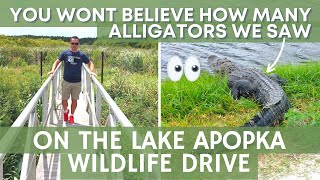 Lake Apopka Wildlife Drive Review  Alligator Spotting  WALT DISNEY WORLD VLOGS [upl. by Ahsema]