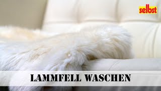 Lammfell waschen [upl. by Efron]