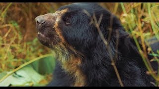 Inkaterra Saving South Americas Only Bear Species [upl. by Katherine]