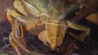 Sacculina carcini on Shore crab [upl. by Hoag]