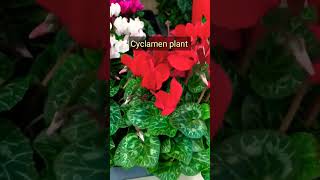 Cyclamen Plant Care Tips ytshorts lovinggarden viralvideo [upl. by Llerud]