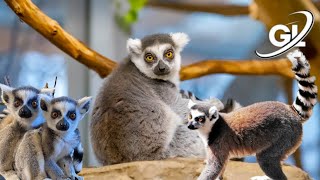 ringtailed lemur monkey  Lemur sound  lonh tail monkeys  monkeys funny videos  lemur monkey [upl. by Calida]