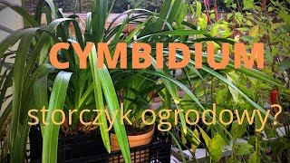 Cymbidium  storczyk ogrodowy [upl. by Dnomhcir]