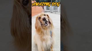 Dog caching treat on its head  trending vlog [upl. by Lynad]