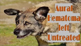 What Happens when a Dogs Aural Hematoma is left Untreated [upl. by Ezarra]