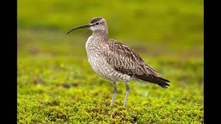 Whimbrel Bird Sound [upl. by Packer]