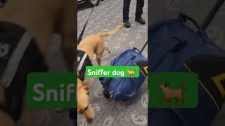 sniffer 🐕 police dog auckland airport 🛫 tight security 😇😎 [upl. by Drawd]