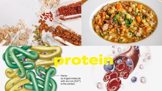 globulins protein function and diet [upl. by Ondrej]