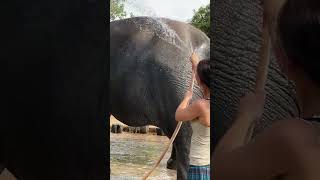 How We Rescued Elephants  From Former Tourist Attractions to Rescued Elephants  Saving Elephants [upl. by Neeham620]