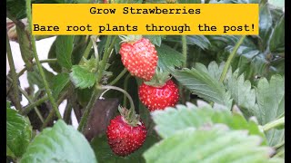 Grow Strawberries from bare root plants Hes not happy [upl. by Temple]