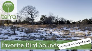 Favorite Bird Sounds American Woodcock [upl. by Anadroj517]