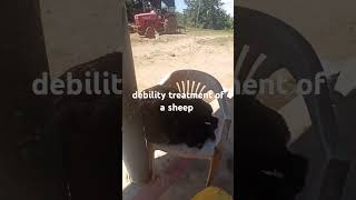 debility treatment of a sheep sklivestockfarming animallover gosevak [upl. by Sined422]