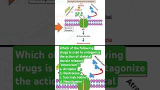 Which of the following drugs is used to antagonize the action of atracurium [upl. by Aenet]