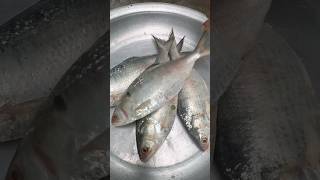 Hilsa Fish Fry Recipe shorts [upl. by Relyuc]