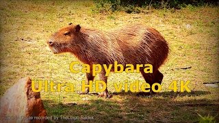 Capybara  Kapibara  ZOO in Opole  Ultra HD video 4K [upl. by Enyawd304]