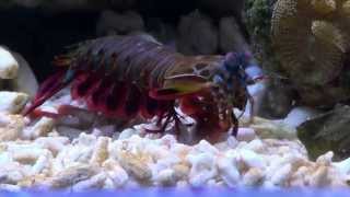 Odontodactylus Scyllarus Peacock Mantis Shrimp [upl. by Parik883]