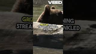 How Did The Grizzly Bear Get Its Name VEED [upl. by Jerrold]