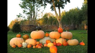 Pumpkin festivalKõrvitsafestival 2024 [upl. by Thornie]