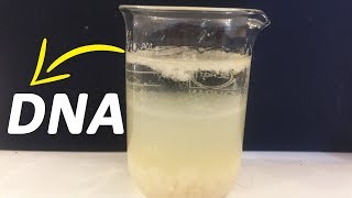 How To Extract DNA From Banana At Home [upl. by Barcot407]