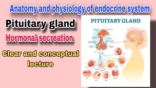 Pituitary gland and its Hormone  The Master Gland  By AbuBakar Med Plus [upl. by Adnocahs225]