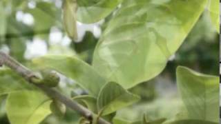 Cherimoya Hand Pollination part 1mpg [upl. by Madea]