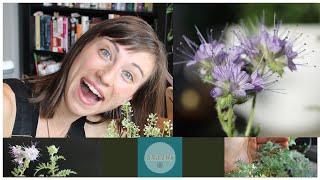 Phacelia Tanacetifolia growingseedingplantingcover crop sequence blooming [upl. by Sirrap]