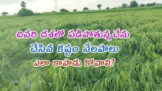 ఈ జాగ్రత్తలు చేను పడిపోకుండా కొంతవరకు సహకరించవచ్చు [upl. by Meibers361]