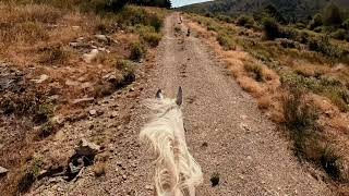 GoPro Horse galloping in the woods GoPro Hero 11 Black 4K [upl. by Cullan]