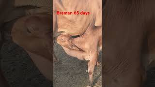 Breman 65 days ago mylittlefarm farming myhomefarm [upl. by Enylhsa]