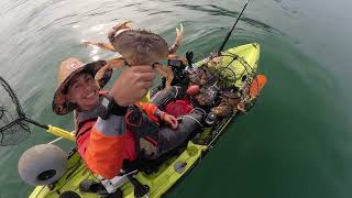 Dungeness Crab Season Opener Kayak Crabbing Limit in 45 Minutes [upl. by Kaliope263]