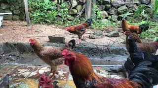 Rainy Day Chicken Dust Bathing [upl. by Fredkin]