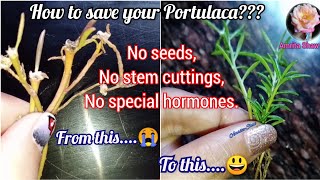 How to save your dying Portulaca plant Regrow Moss Rose from Scratch [upl. by Watters]